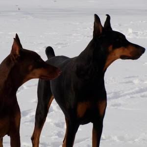 Meet your Posher, Greg